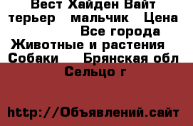 Вест Хайден Вайт терьер - мальчик › Цена ­ 35 000 - Все города Животные и растения » Собаки   . Брянская обл.,Сельцо г.